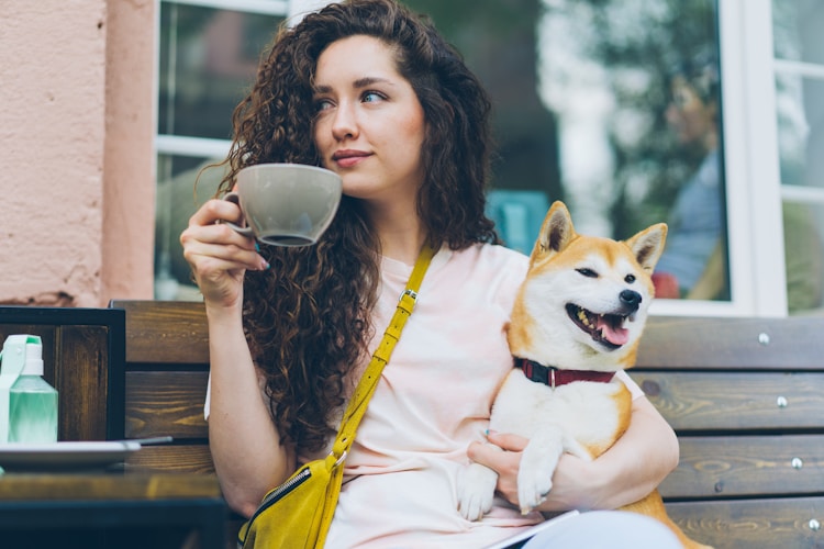 小茶犬多少钱一只,茶犬好养吗插图