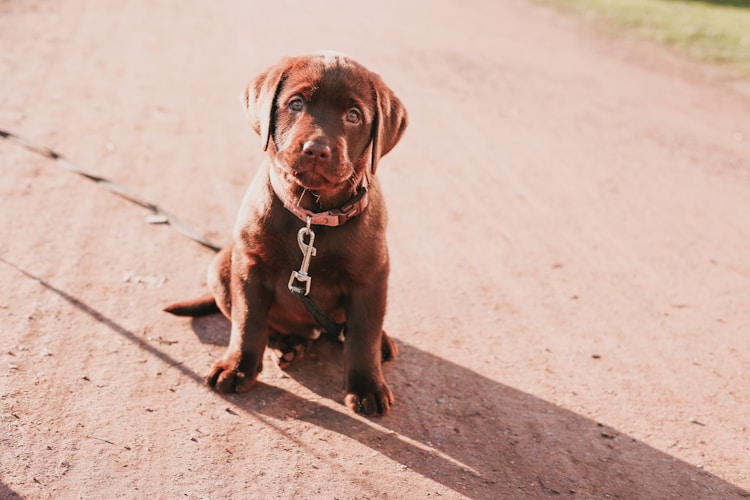 拉布拉多幼犬价格多少钱一只,拉布拉多幼犬怎么喂养插图2