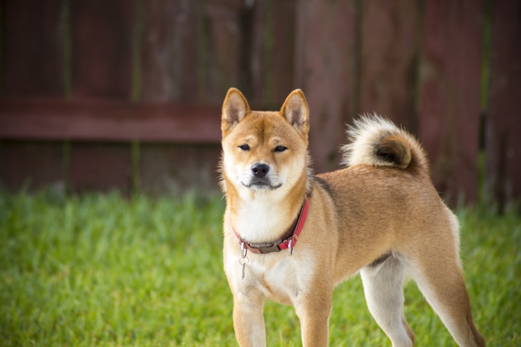 3个月秋田犬,三个月的秋田犬价格多少钱插图